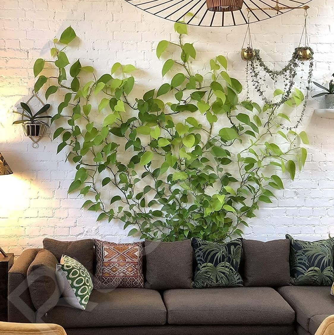 Wall Fixture Clips Plant Climbing Plant Fixer Self-Adhesive Hook Plant Vine Traction Invisible Wall Vines Fixture Wall Sticky Hook Vines Fixing Clip (Green)